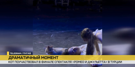 В Турции кот решил поучаствовать в финале трагедии «Ромео и Джульетта»