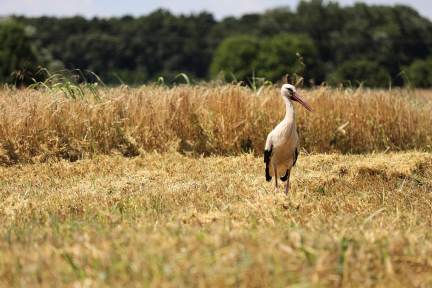 Стало известно, какой город станет столицей «Дажынак» в 2026 году