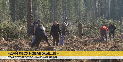 Республиканская акция «Дай лесу новае жыццё» стартует в Беларуси