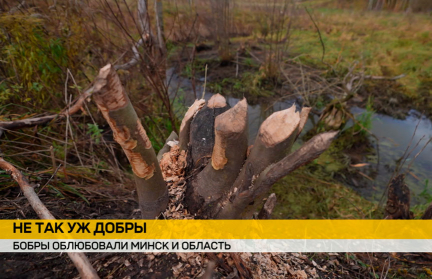 Бобры захватывают новые территории в Минске и Минской области