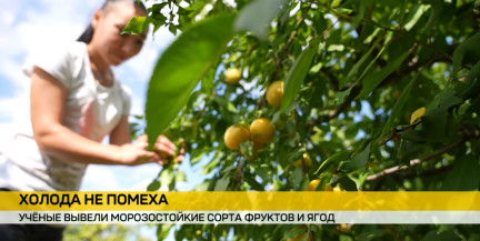 Морозы до -30°C не помеха: в Институте плодоводства НАН Беларуси вывели сверхустойчивые сорта ягод и фруктов