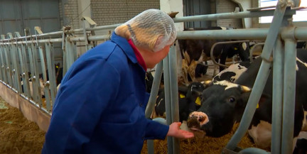 От телятника до крупного производства: как белоруски обеспечивают продбезопасность страны. Репортаж ОНТ