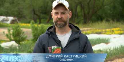 Огород зовет! Как и когда сеять морковь со свеклой, чтобы собрать богатый урожай? Советы садовника Кастрицкого