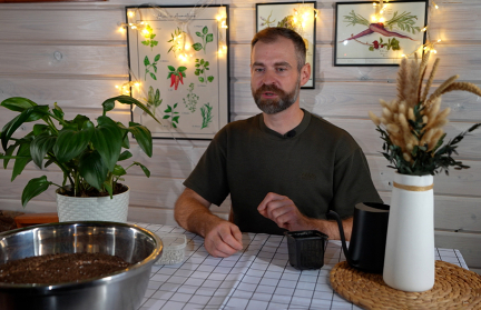 Почему рассаду эустомы нужно высаживать уже сейчас, объяснил садовник Кастрицкий