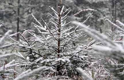Гослеснадзор переходит на усиленную службу с 15 декабря