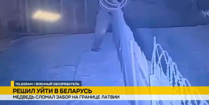 Рвался в синеокую. Медведь очень хотел попасть из Латвии в Беларусь и сломал забор