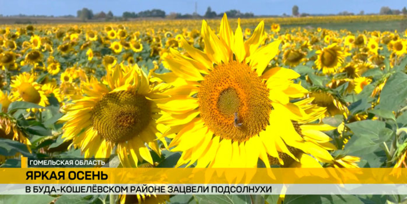 Подсолнухи расцвели на поле: Буда-Кошелевский район реализует эксперимент