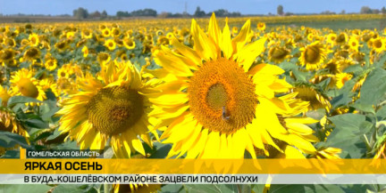 В Буда‑Кошелевском районе реализуют эксперимент по получению двух урожаев подсолнечника за один сезон.