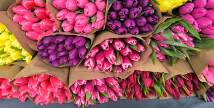 Почем тюльпаны в разных городах Беларуси. Сколько рублей «нагулял» цветок за год