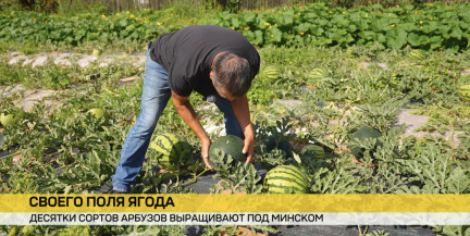 Арбузный рай под Минском. Белорус на своей земле выращивает 28 сортов