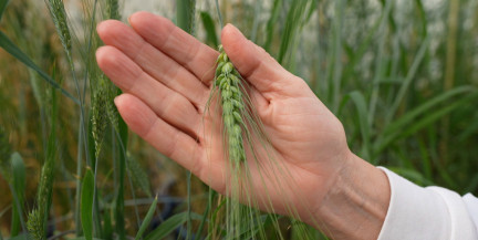 На полях Беларуси стартовал большой сев: цель – рекордный урожай и экспорт