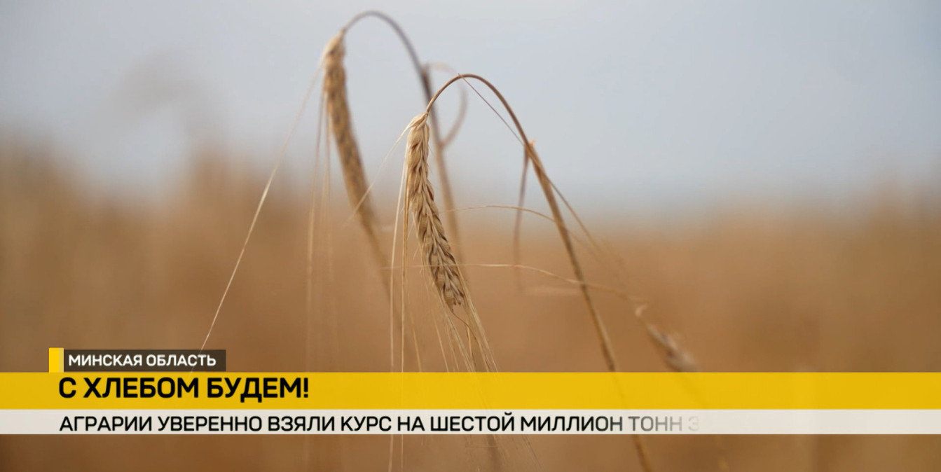 «С хлебом будем!»: как в Беларуси идет уборочная кампания