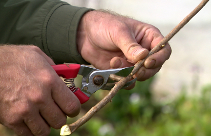 Смородина требует внимания: когда обрезать и как заготовить черенки – советы садовника Кастрицкого