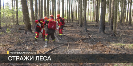 Природные пожары в Беларуси: спасатели требуют соблюдения запретов и ограничений на посещение лесов