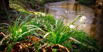 Можно ли пересаживать подснежники из леса к себе на участок: что говорит закон
