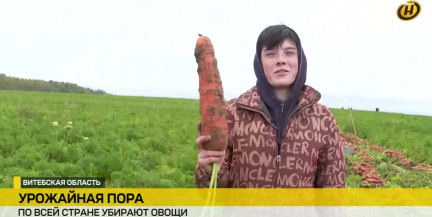 В Беларуси убирают «борщевой набор»: репортаж ОНТ с белорусских полей – урожай радует, работа кипит