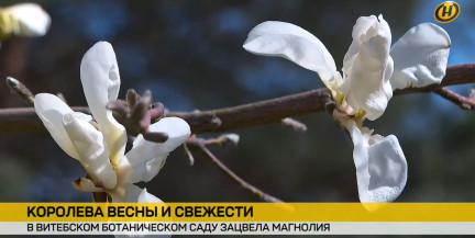 Магнолия зацвела в ботаническом саду Витебска