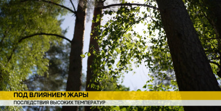 Жара еще побудет. Как сказывается аномальная погода на природе Беларуси