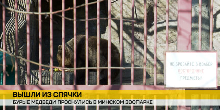 Бурые медведи проснулись в Минском зоопарке