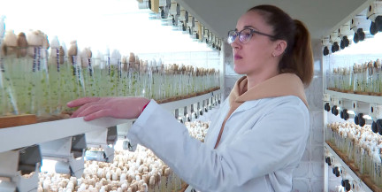 Новинки белорусской селекции: фиолетовая пшеница и картофель «Умка» – чем засевают нивы в этом году