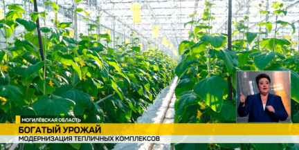 Тепличные хозяйства Беларуси: как современные технологии обеспечивают овощи круглый год