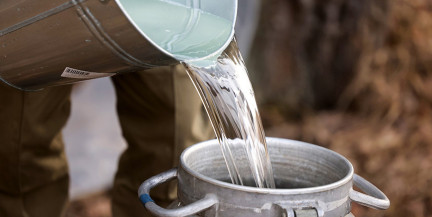 Сколько стоит березовый сок в Гомельской области – цены в лесхозах