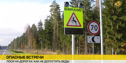 Лось на трассе: почему встреча с «лесным великаном» – это почти всегда трагедия. Репортаж ОНТ