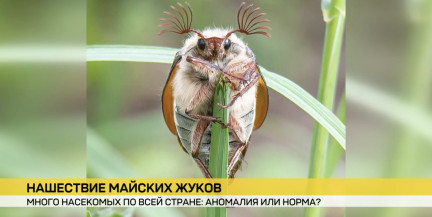 В Беларуси – нашествие майских жуков. Откуда их столько и есть ли польза?