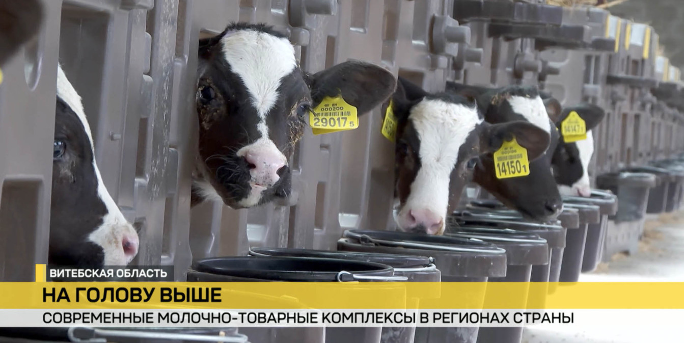 Белорусское золото. Как создаются условия для увеличения надоев молока