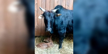 В Гродненском зоопарке первое в 2026 году пополнение – родилась малышка Забава