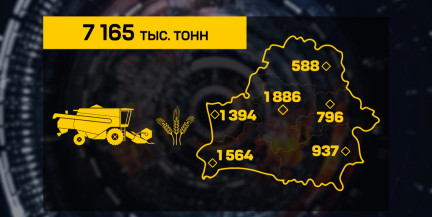 Урожай радует: каравай Беларуси уже весит больше 7 миллионов тонн