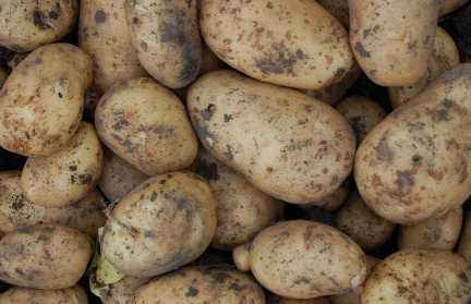 Стало известно, сколько картошки накопали в Беларуси в этом году