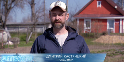 Почему голубике весной особенно важен уход, рассказал садовник Кастрицкий