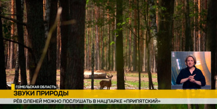 Рев оленей можно послушать в нацпарке «Припятский»