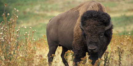 Сколько зубров живет в Беловежской пуще? В нацпарке назвали конкретную цифру