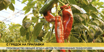 От теплицы к прилавку: «ДОРОРС» наращивает выпуск овощей, ягод и цветов