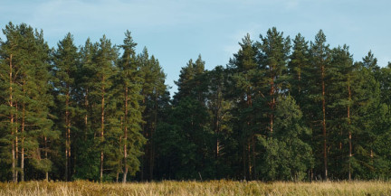 Запреты на посещение лесов сохраняются в трех районах Беларуси