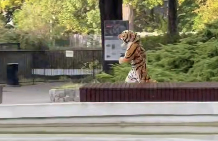 В Калининградском зоопарке прошли учения по поимке условно сбежавшего тигра