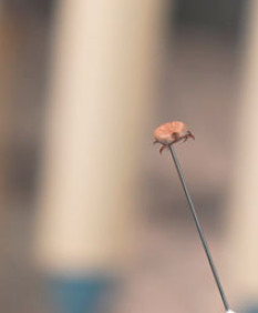 Сезон клещей начался: где обитает опасный кровопийца и как избежать встречи с ним