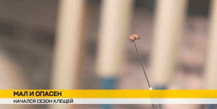 Сезон клещей начался: где обитает опасный кровопийца и как избежать встречи с ним