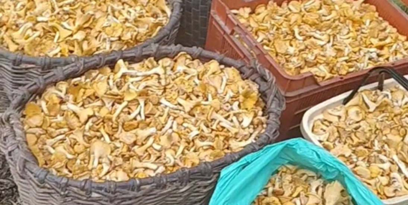 72 кг лисичек за сутки собрали грибники в лесу в Полоцком районе