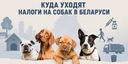 Куда уходят налоги на собак в Беларуси: на что тратятся деньги и сколько теряет бюджет