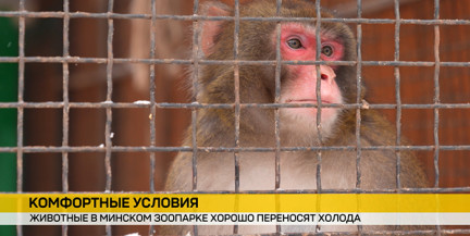 Как ухаживают за животными в морозы в Минском зоопарке
