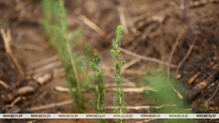 Сотрудники МИДа и НЦПЭ высадили почти девять тысяч молодых хвойных в Смолевичском районе
