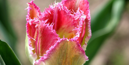 15 тысяч цветов к 8 Марта: Могилев готовится порадовать женщин