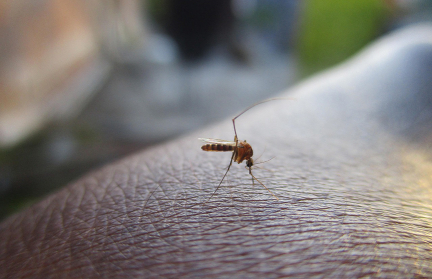 Американские ученые придумали препарат, который делает кровь человека ядовитой для комаров