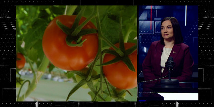 Помидоры за 18 рублей – экзотика или межсезонная наценка? Что о разбежке цен на овощи говорят в МАРТ