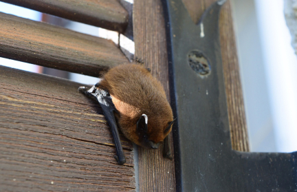 Ученый прокомментировал случай с летучими мышами под окнами многоэтажки в Бресте