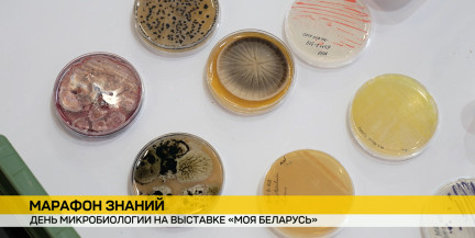 Марафон знаний: на выставке «Моя Беларусь» прошел День микробиологии
