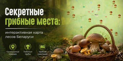 Секретные грибные места: интерактивная карта лесов Беларуси, откуда в августе люди выносят белые грибы ведрами